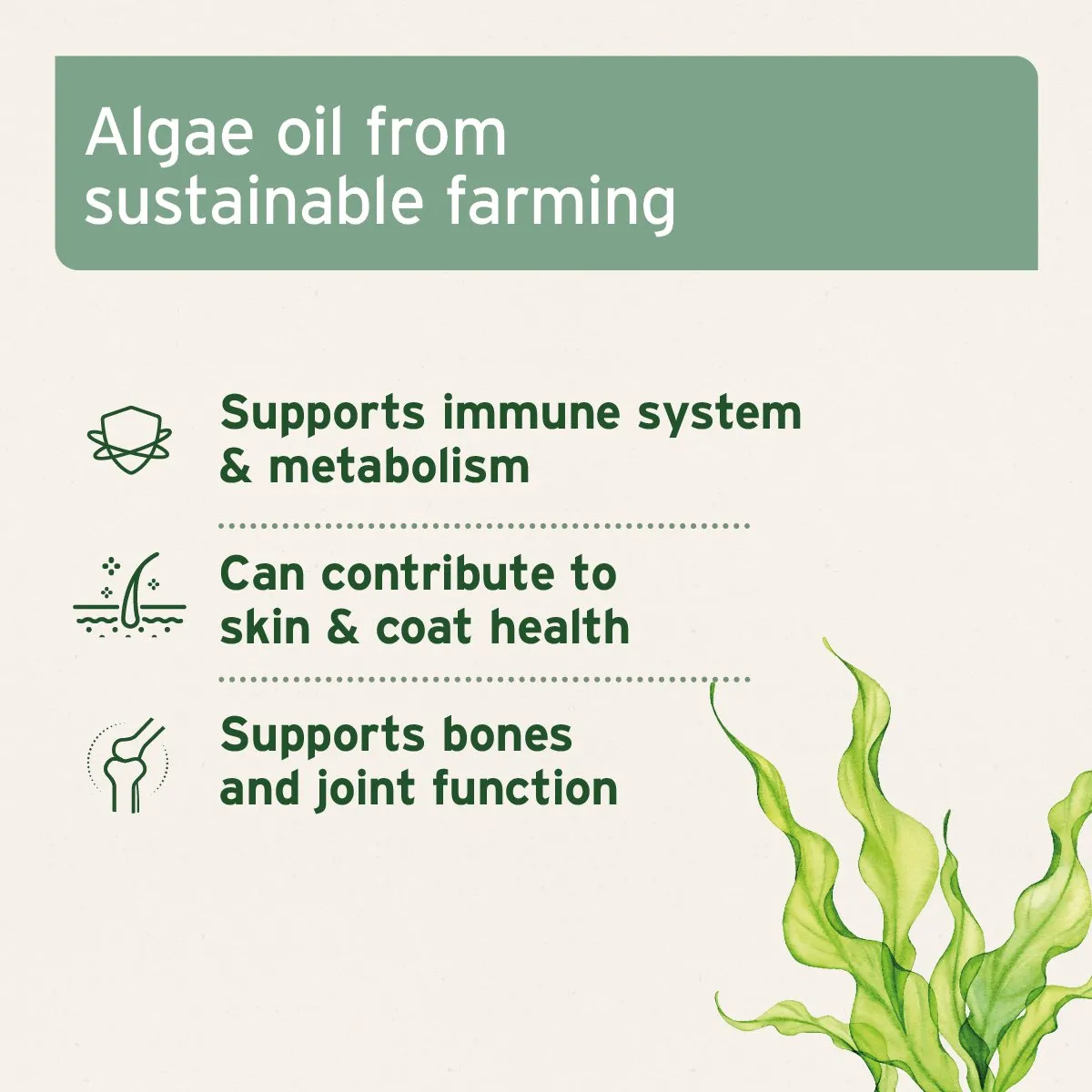 Algae Oil