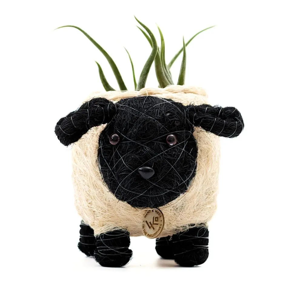 Coconut Coir Animal Planter - Baby Sheep